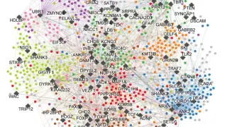 Autism Wiring Map Reveals Drug Targets