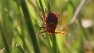 CDC Warns of Tick Bite Surge as ER Visits Increase This Season