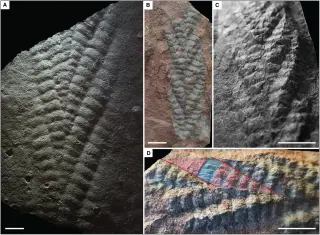 3D Fossil of 560-Million-Year-Old Charnia Discovered in Norwegian Sheep Field