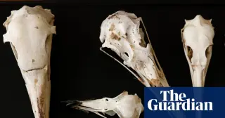 Bird Skulls May Reveal the Minds of Ancient Dinosaurs