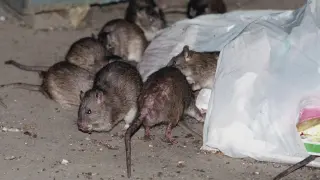 Coloradan Contracts Hantavirus as Colorado Sees Second Case This Year