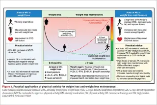 Move More, Improve Heart Health: Exercise Benefits Obesity Beyond Weight Loss