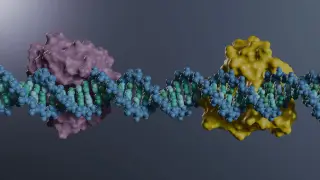 Atomic-Level Snapshots Show How Human DNA Repair Enzyme SMUG1 Works