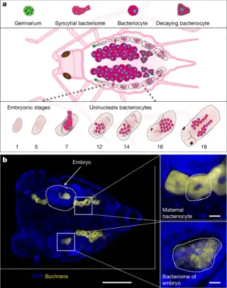 Secreted SyeA protein enables Buchnera colonization of aphid embryos