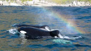 Orca Predation Displaces Great Whites, Triggering Ocean-Wide Ecological Shifts