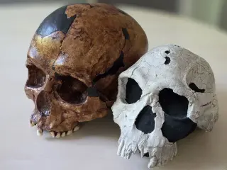 Human Evolution Rewritten: Breaks and Culture Behind Big Brains and Small Faces