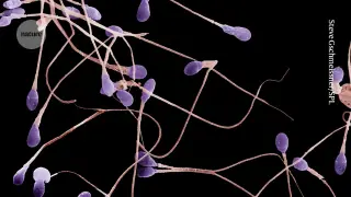 GLP-1 obesity drugs show early signs of boosting testosterone and sperm quality