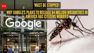 Google-Backed Wolbachia Mosquito Plan Draws Public Backlash Over 64 Million Release