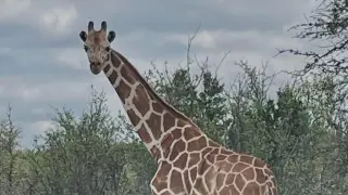 Giraffe Gracie Rescued in Texas After Two-Week Escape