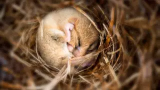 Memories Survive Massive Synapse Loss in Artificial Mice Hibernation