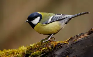 Great Tits Exhibit Aggressive, Cultural, and Urban-Adaptive Behaviors