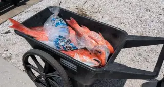 Florida Anglers Gain 14-Day Red Snapper Window as NOAA Approves Pilot