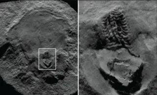 Oldest Octopus Fossil Reclassified as Nautiloid Relative, Reshaping Cephalopod History