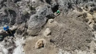 Giant Footprints Reveal First Known Adult T. rex Trackway