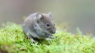 Spinach-powered eye drops spark partial photosynthesis in mouse eyes