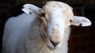 Medieval parchments unlock a 3,500-year timeline of the sheeppox virus