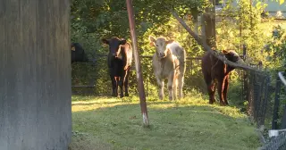 Semi crash in Kansas City kills dozens of cattle, sends survivors roaming downtown streets
