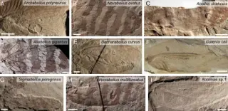 Jurassic Katydids Sing in Ultrasound, Pre-Bat Era
