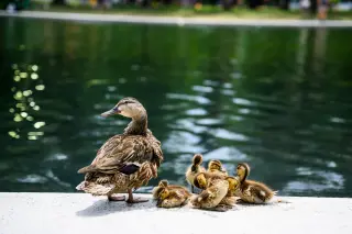 Three dead ducks prompt necropsies after Reflecting Pool restoration