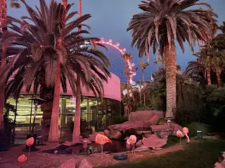 Canadian Man Convicted of Animal Cruelty After Stealing Las Vegas Flamingo