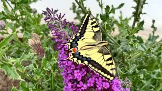 Butterfly Wings Exploit Human Vision Flaws to Evade Predators