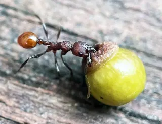 Backyard discovery rewrites biology: ants, wasps, and oaks reveal a hidden alliance