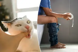 Study: 6% of Cats Carry Giardia, but Human Transmission Risk Is Low