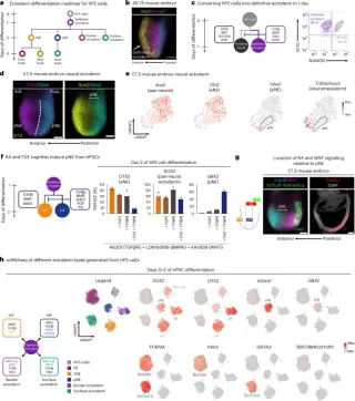Two parallel neural progenitors split the brain's early blueprint