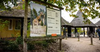 Veteran Dutch Zookeeper Dies After Fatal Leopard Attack at Beekse Bergen