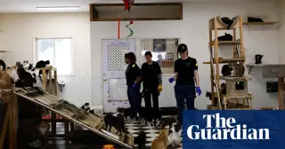 Hundreds of animals rescued from shuttered California sanctuary amid neglect findings