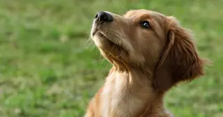 Dogs See Blues and Yellows: Two-Cones Shape Canine Color Vision