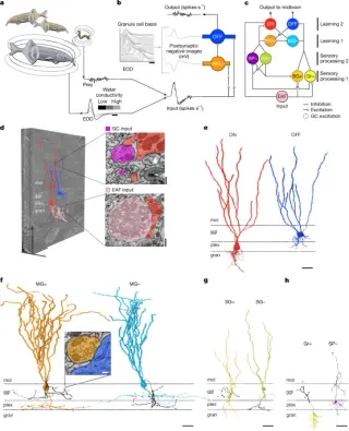 Connectome reveals cerebellum-like circuit that rapidly cancels predictable sensory input