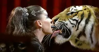 Escaped tiger from 'Tiger Queen' killed after attack in Germany