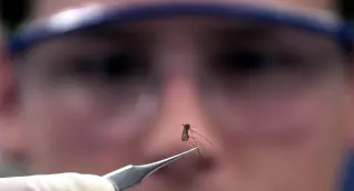 New York City Sees West Nile Virus in Mosquito Pools Nearly Double This Year