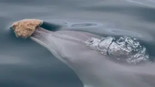 Dolphins’ Sponge Foraging May Leave Epigenetic Footprints