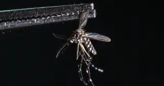Florida Declares Emergency as Dengue Cases Hit Record Highs
