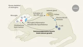 Androgen loss may accelerate brain tumor growth through neuroinflammation