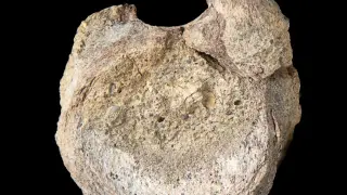 Hidden Drawer Reveal: Antarctic Titanosaur Tail Bone Uncovered