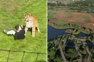 Fatal Tiger Attack at UK Park Prompts Closure and Safety Debate