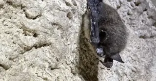 Parks Canada deploys bacteria to curb deadly white-nose syndrome in Alberta bats