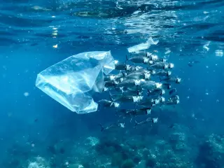 Deep-sea vents show microplastics infiltration, study finds