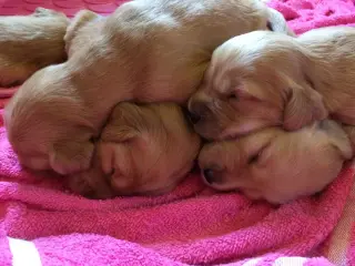 Golden Retriever Puppies Stage Pre-Dawn Escape from Pen