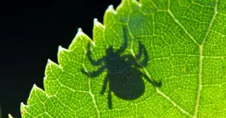 Ticks expand across the U.S. as climate change reshapes disease risk