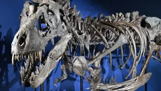 Giant skulls drove T. rex to shrink its arms, new study suggests