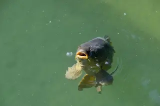 Parasite Turns a Fish’s Mouth Into a Working Tongue