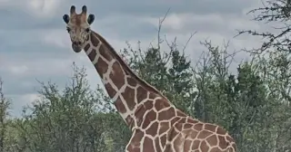 Giraffe Gracie Found After Two-Week Texas Vanishing