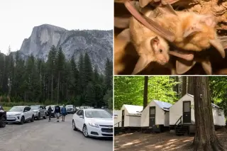 Yosemite rabies warning delayed after bat near Curry Village tests positive
