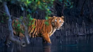 13 Striking Mangrove Images Highlight Nature's Shoreline Guardians