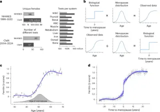 Study Finds Menopause Causes Abrupt Physiological Shifts, Not Gradual Decline
