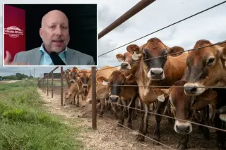 Historic cattle shortage drives beef prices higher as relief remains years away